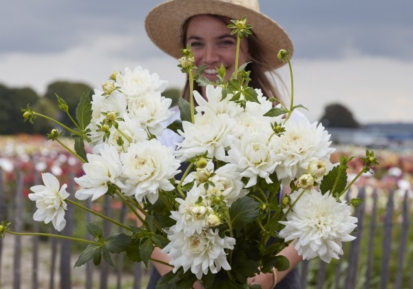 Dahlia hortensis Eternal Snow