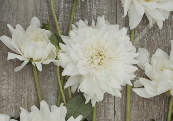 Dahlia hortensis Eternal Snow