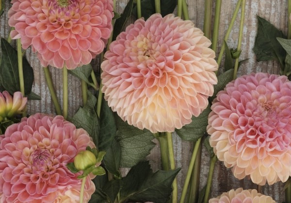 Dahlia hortensis Jowey Nicky