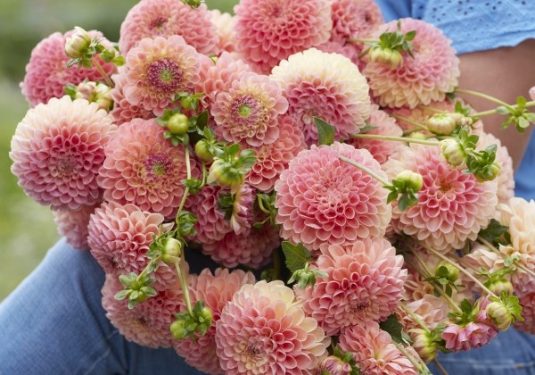 Dahlia hortensis Jowey Nicky