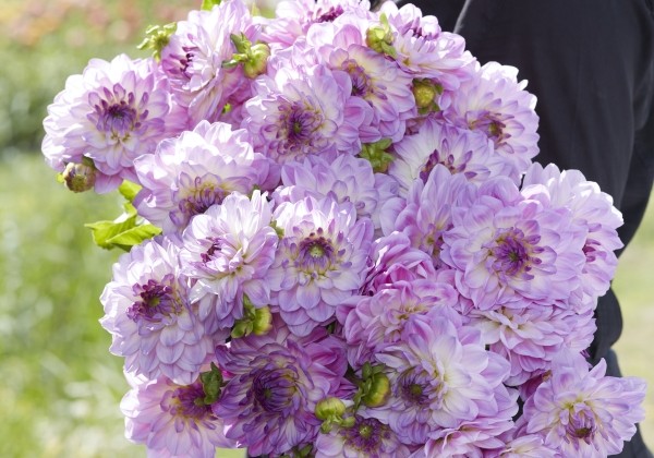 Dahlia hortensis Mediterranée