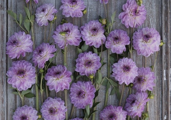 Dahlia hortensis Mediterranée