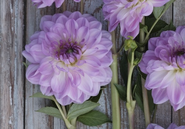 Dahlia hortensis Mediterranée