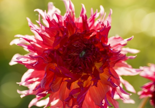 Dahlia hortensis Myrtle's Folly