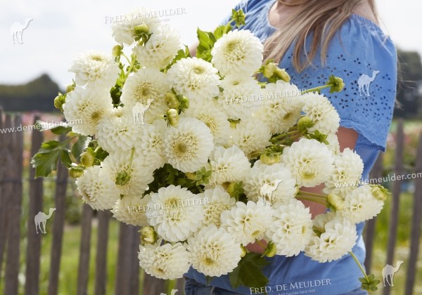 Dahlia hortensis Ryecroft Jan