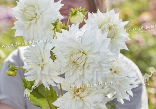 Dahlia hortensis Snowbound