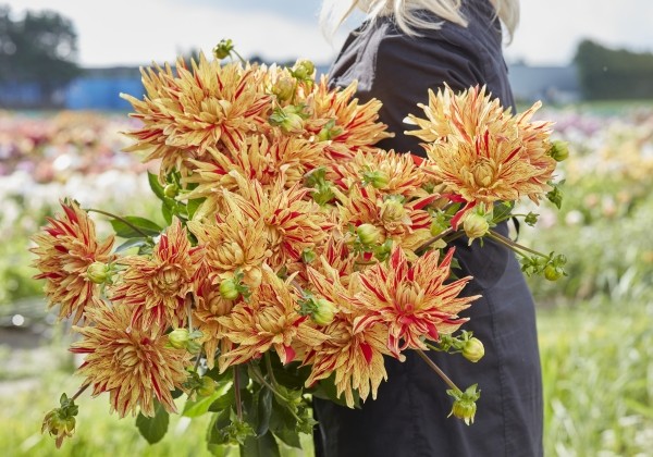 Dahlia hortensis Striped Vulcan