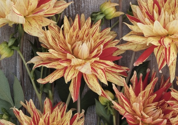 Dahlia hortensis Striped Vulcan