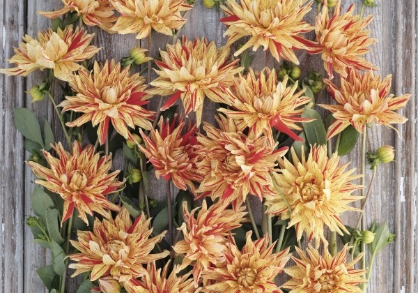 Dahlia hortensis Striped Vulcan