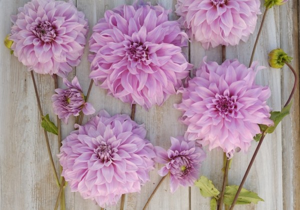 Dahlia hortensis Vassio Meggos