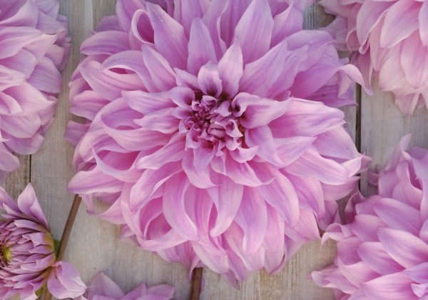 Dahlia hortensis Vassio Meggos