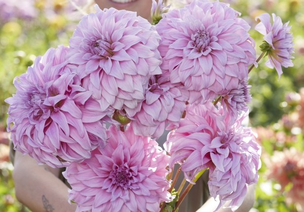 Dahlia hortensis Vassio Meggos