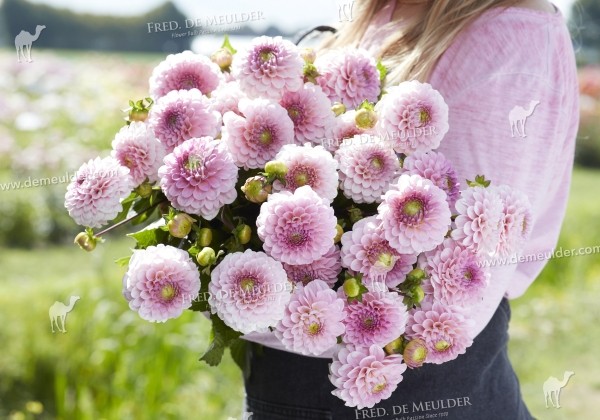 Dahlia hortensis Wizard of Oz