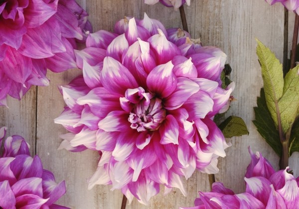 Dahlia hortensis Yarra Falls