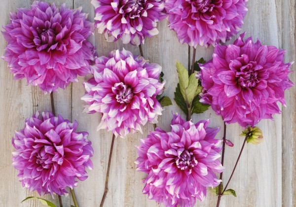 Dahlia hortensis Yarra Falls