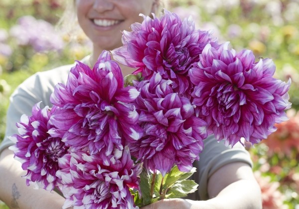 Dahlia hortensis Yarra Falls