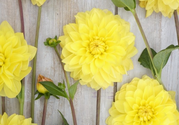 Dahlia hortensis American Sun