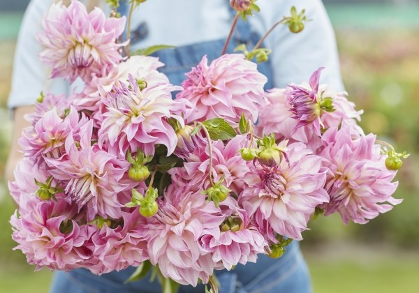 Dahlia hortensis Colorado Classic