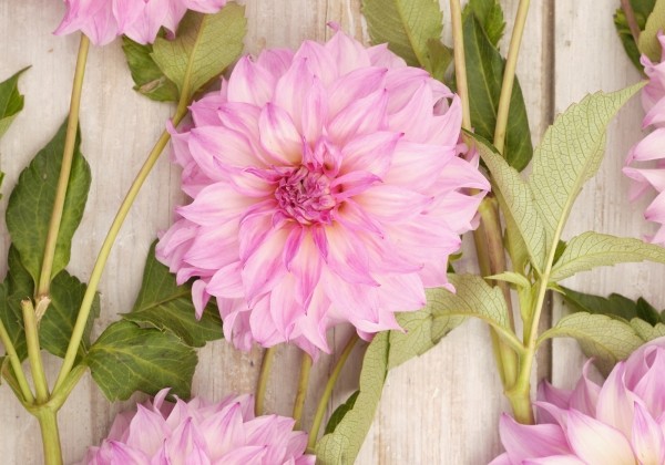 Dahlia hortensis Colorado Classic