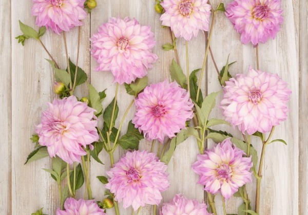 Dahlia hortensis Colorado Classic