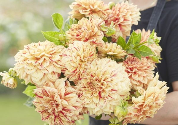 Dahlia hortensis Gloriosa