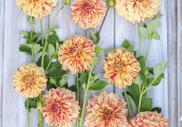 Dahlia hortensis Gloriosa