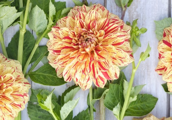 Dahlia hortensis Gloriosa