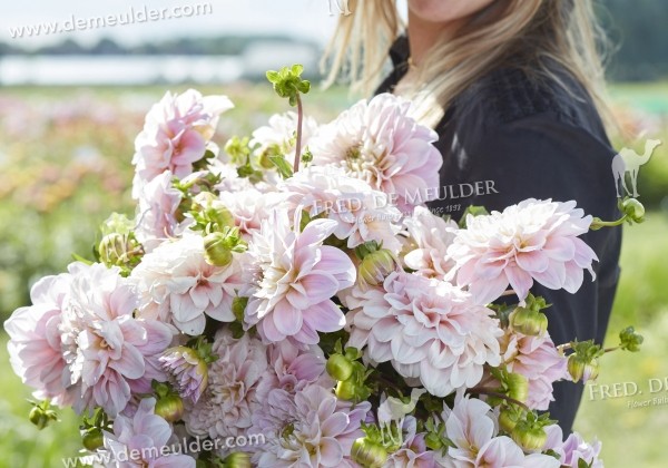Dahlia hortensis Sweet Nathalie