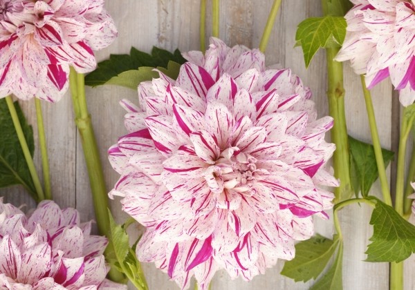 Dahlia hortensis Prince Vaillant