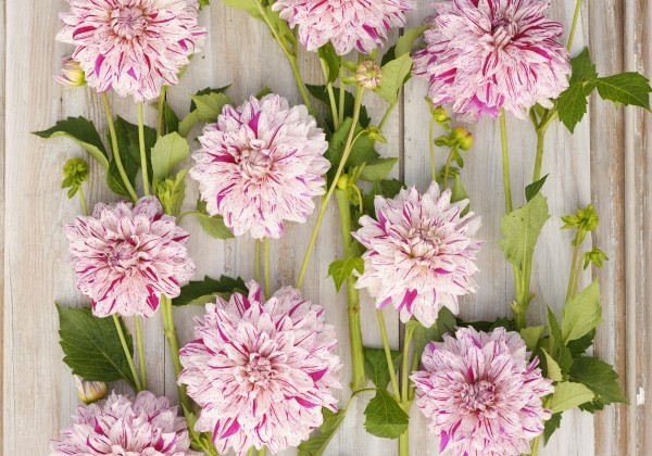 Dahlia hortensis Prince Vaillant