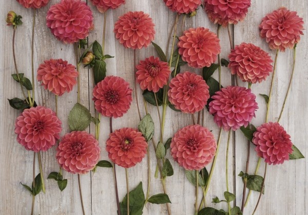 Dahlia hortensis Zundert Mystery Fox