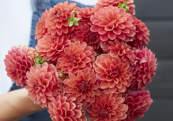 Dahlia hortensis Zundert Mystery Fox