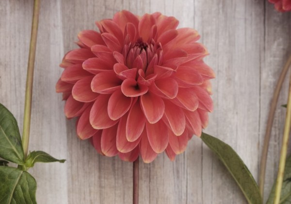 Dahlia hortensis Zundert Mystery Fox