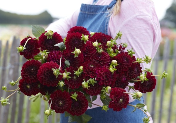 Dahlia hortensis Maroon Fox
