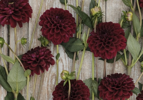 Dahlia hortensis Maroon Fox