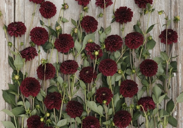 Dahlia hortensis Maroon Fox