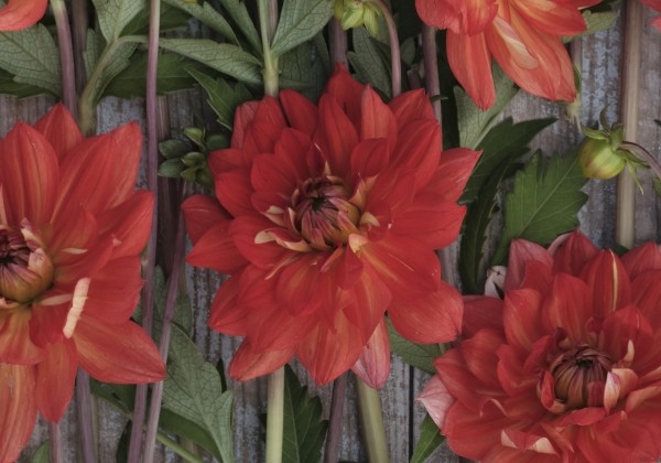 Dahlia hortensis Karma Fiesta