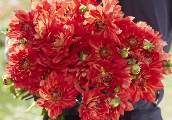 Dahlia hortensis Karma Fiesta