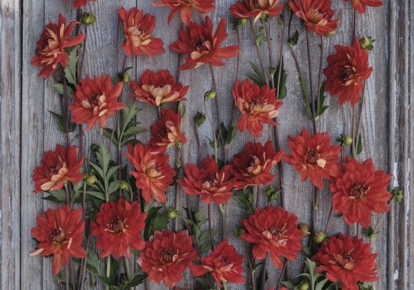 Dahlia hortensis Karma Fiesta