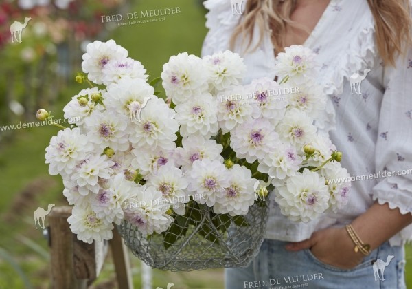 Dahlia hortensis Eveline