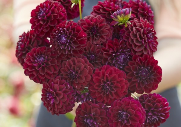 Dahlia hortensis Gipsy Night