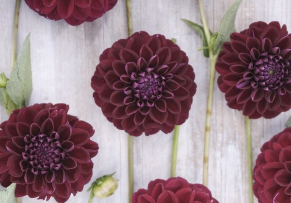 Dahlia hortensis Gipsy Night