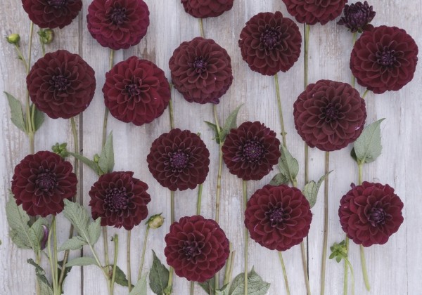 Dahlia hortensis Gipsy Night