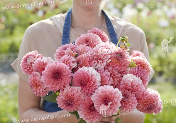 Dahlia hortensis Pink Runner