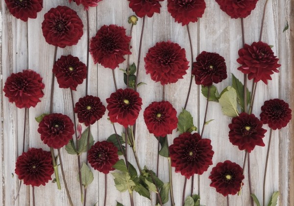 Dahlia hortensis Red Runner