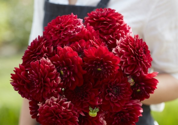 Dahlia hortensis Red Runner