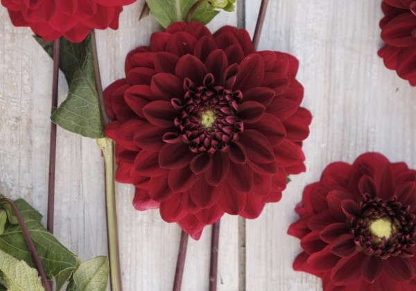 Dahlia hortensis Red Runner