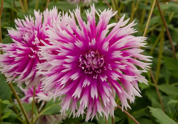 Dahlia hortensis Table Dancer
