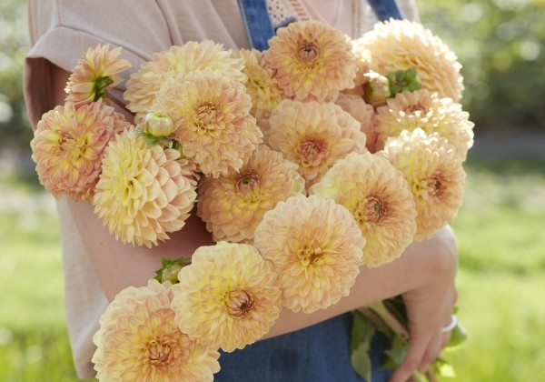 Dahlia hortensis Blyton Softer Gleam