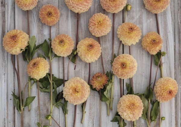 Dahlia hortensis Blyton Softer Gleam